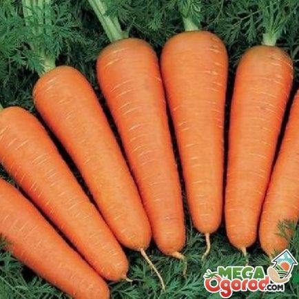 Tehnologia de cultivare morcov de plantare, îngrijire și de combatere a dăunătorilor