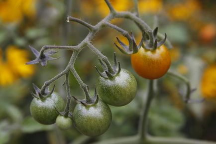 Afidele pe tomate