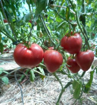 soiuri de tomate Alsou descriere fotografie recenzii