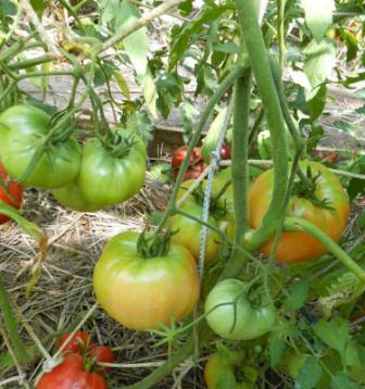 soiuri de tomate Alsou descriere fotografie recenzii