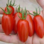 soiuri de tomate Alsou descriere fotografie recenzii