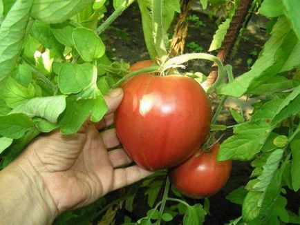 Caracterizarea și descrierea soiului de tomate Alsou, recenzii, fotografii