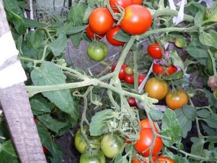 Caracterizarea și descrierea soiului de tomate Alsou, recenzii, fotografii