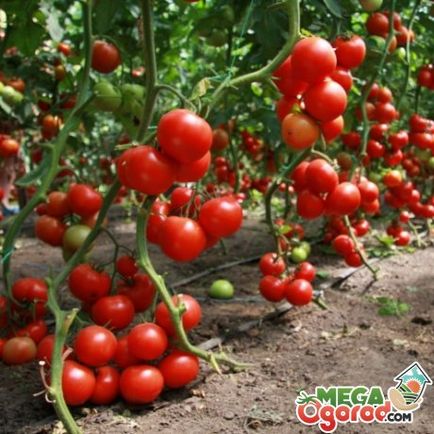 Tomate soiuri olandeze și de selecție a celor mai bune caracteristici ale cultivării lor