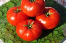 Tomate Sanya (Sanya) grad foto, descrierea și caracterizarea, randamentele reale, cultivare