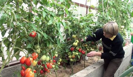 Tomate Sanya (Sanya) grad foto, descrierea și caracterizarea, randamentele reale, cultivare