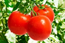 Tomate Sanya (Sanya) grad foto, descrierea și caracterizarea, randamentele reale, cultivare