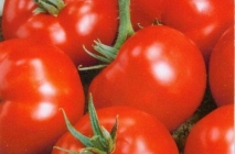 Tomate Sanya (Sanya) grad foto, descrierea și caracterizarea, randamentele reale, cultivare