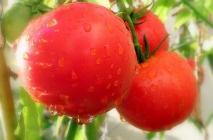 Tomate Sanya (Sanya) grad foto, descrierea și caracterizarea, randamentele reale, cultivare