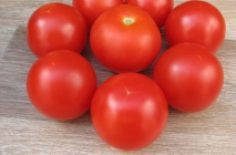 Tomate Sanya (Sanya) grad foto, descrierea și caracterizarea, randamentele reale, cultivare