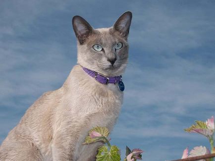 Tonkinese (Tonkinese) fotografii, pret, descriere rasa, caracter, video, pepiniere - despre murkote