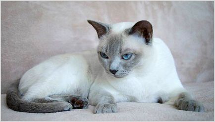 Tonkinese fotografii (Tonkinese), video, pret, caracter, descriere rasa