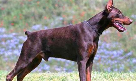 Top 10 cele mai periculoase rase de câini din lume (10 poze)