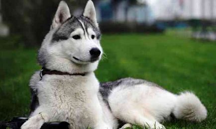 Top 10 cele mai periculoase rase de câini din lume (10 poze)