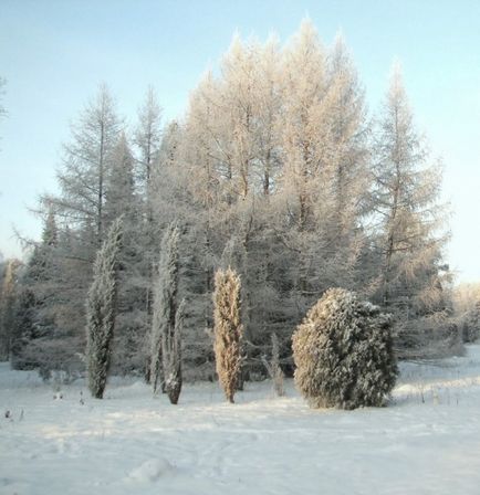 Arborvitae modalități de acoperire de iarnă și recomandări, portalul de construcție
