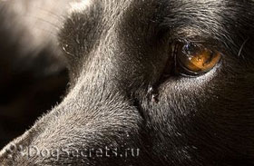 Ochii câinelui curg De ce, ce să facă