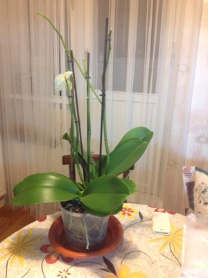 Grija pentru orhidee, după înflorire, dacă este necesar, taiati tulpinile, cel mai bun mod de a face acest lucru