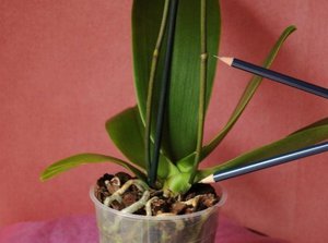 Grija pentru orhidee, după înflorire, dacă este necesar, taiati tulpinile, cel mai bun mod de a face acest lucru
