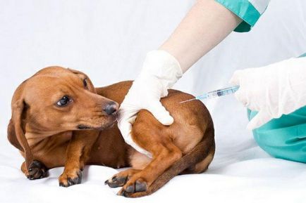 Vaccinarea regula câini, pui schema de vaccinare, prețul