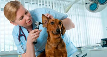clinica veterinara din Moscova - medicul dumneavoastră