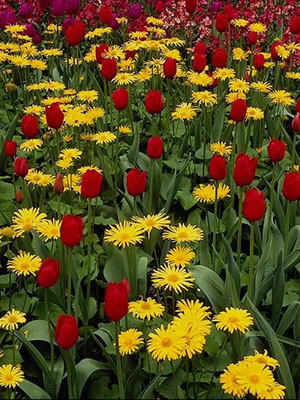 Tipuri și numele de paturi de flori și paturi de flori (cu fotografii) gradina de flori modulare, de frontieră de flori, mixborders, creste