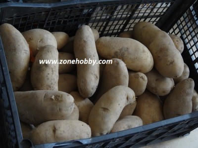 Cultivarea cartofi în cutii