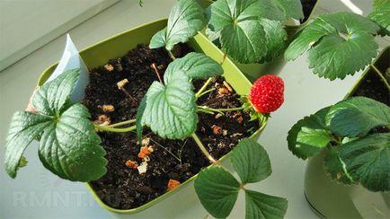 căpșuni în creștere pe tot parcursul anului la domiciliu