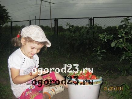 cultivare căpșună - plantare, îngrijire, a bolilor și dăunătorilor
