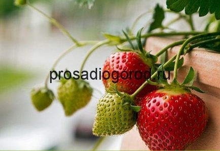 Cultivarea căpșuni în casa de semințe și răsaduri pe tot parcursul anului, video și fotografii