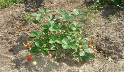 cultivarea căpșuni în teren deschis sfaturi pentru grădinari