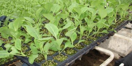 răsaduri de varză cultivate în interior, varietate, tratarea semințelor, însămânțarea