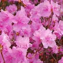 Cultivarea rododendroni, casa privata