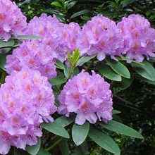 Cultivarea rododendroni, casa privata