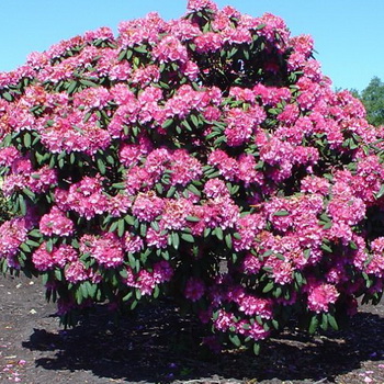 Cultivarea de plantare Rhododendron, îngrijire, transferul și reproducerea, rododendroni fotografie în grădină și în
