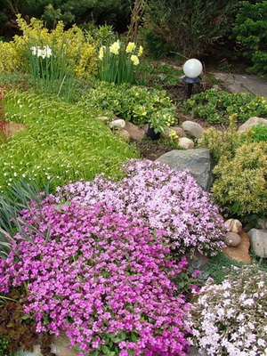 Cultivarea de plantare Rhododendron, îngrijire, transferul și reproducerea, rododendroni fotografie în grădină și în