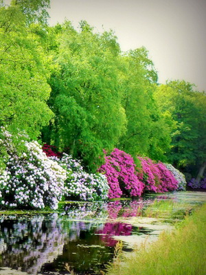 Cultivarea de plantare Rhododendron, îngrijire, transferul și reproducerea, rododendroni fotografie în grădină și în