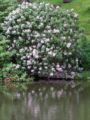 Cultivarea de plantare Rhododendron, îngrijire, transferul și reproducerea, rododendroni fotografie în grădină și în