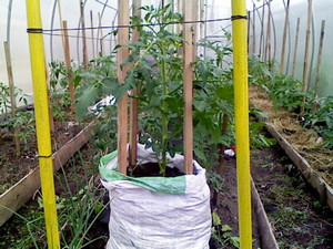 Cultivarea soiurilor de tomate caracatiță