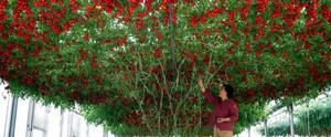 Cultivarea soiurilor de tomate caracatiță