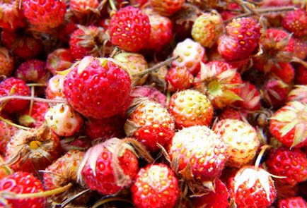 Cultivarea căpșuni în câmp deschis regulile de bază