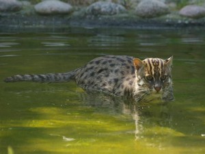 Zibeta pisică pescar fotografie, pret, descriere rasa, video