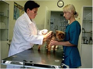 Dislocarea unui câine Simptome și tratament a labei