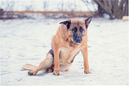 Dislocarea unui câine Simptome și tratament a labei