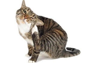 Păduchii la pisici fotografie și reguli pentru a combate infecția parazitare
