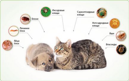 Păduchii la pisici simptome, tratament, măsuri de prevenire