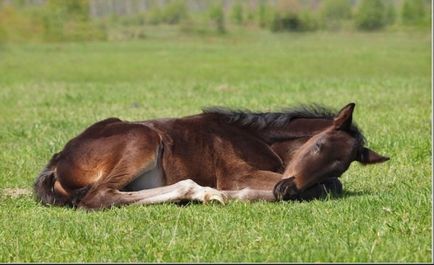 Împreună vom afla cum dorm caii - în picioare sau culcat - și de ce o fac