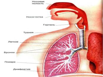 Tratamentul căilor aeriene inflamație - 60 rețete!