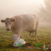 Tot felul de vacă și vițel naștere foto și video de revizuire