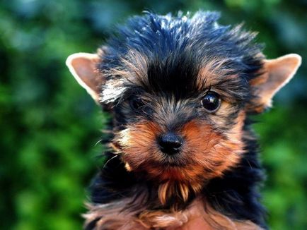 De reproducție sfaturi Yorkshire Terrier pentru crescătorii de câini începători