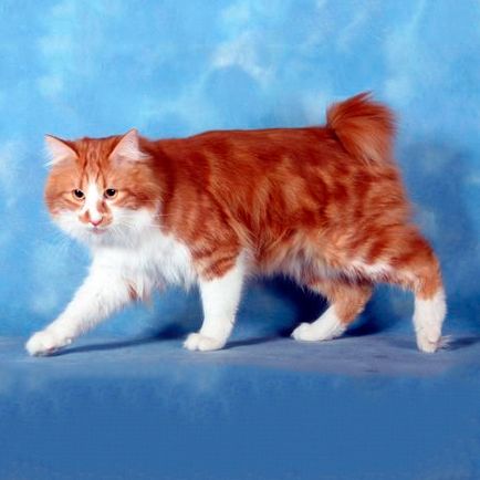 Caracteristicile pisica rase Bobtail